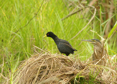 BLACK CRAKE . THE RICE FIELDS . KOLOLI . GAMBIA . 8 . 11 . 2014