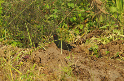 BLACK CRAKE . THE RICE FIELDS . KOLOLI . GAMBIA . 8 . 11 . 2014