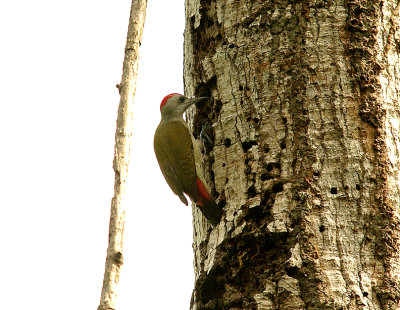 GREY WOODPECKER , ABUKO NATURE RESERVE , GAMBIA , 8 , 11 , 2014