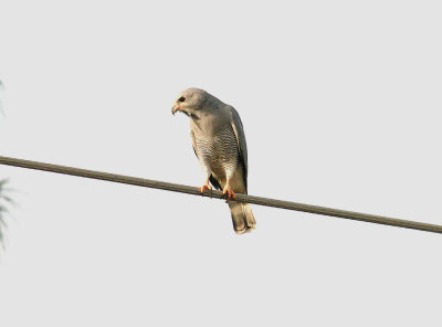 LIZARD BUZZARD . THE RICE FIELDS . KOLOLI . GAMBIA . 8 . 11 . 2014
