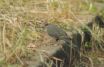 RED-EYED DOVE . THE CYCLE TRACK . KOLOLI . GAMBIA . 8 . 11 . 2014.JPG