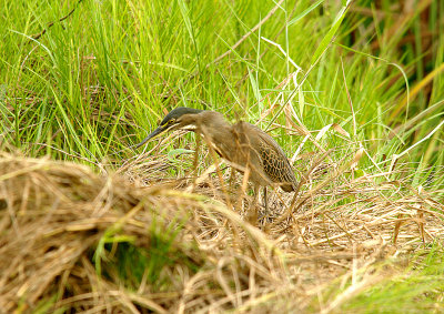 GREEN-BACKED HERON . THE RICE FIELDS . KOLOLI . GAMBIA . 8 . 11 . 2014