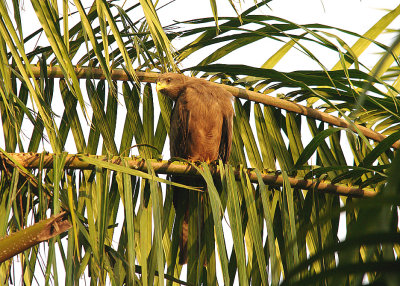 YELLOW-BILLED KITE . THE CYCLE TRACK . KOLOLI . GAMBIA . 8 . 11 . 2014