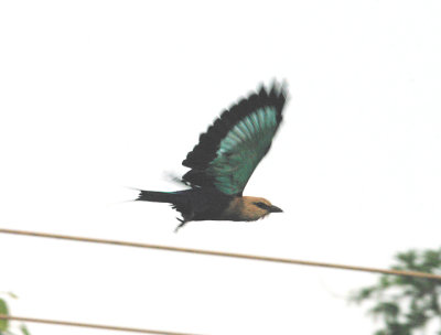 BLUE-BELLIED ROLLER , THE ROAD FRON KOLOLI TO KULORA . GAMBIA . 9 . 11 . 2014