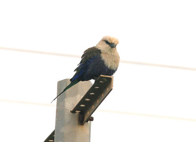 BLUE-BELLIED ROLLER . THE ROAD FROM KOLOLI TO KULORA . GAMBIA . 9 . 11 . 2014