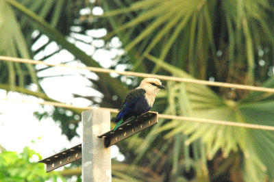 BLUE-BELLIED ROLLER . THE ROAD FROM KOLOLI TO KULORA . GAMBIA . 9 . 11 . 2014