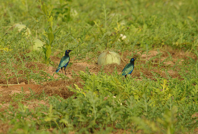 PURPLE GLOSSY STARLING . THE KULORA AREA . GAMBIA . 9 . 11 . 2014