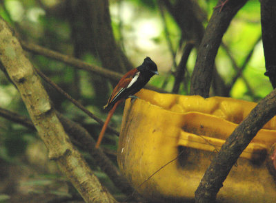 AFRICAN PARADISE FLYCATCHER , THE FARASUTO FOREST , GAMBIA , 9 , 11 , 2014