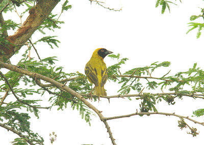 VITELLINE MASKED WEAVER . THE FARASUTO FOREST AREA . GAMBIA . 9 . 11 . 2014