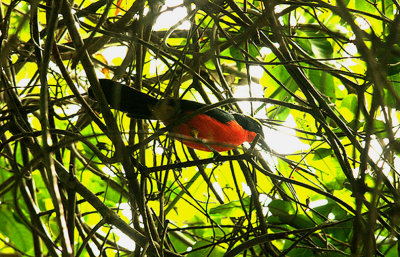 YELLOW-CROWNED GONOLEK . THE FARASUTO FOREST . GAMBIA . 9 . 11 . 2014