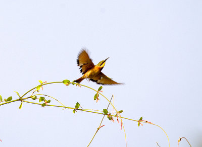 LITTLE BEE-EATER , BRUFORT FOREST , GAMBIA , 10 , 11 , 2014