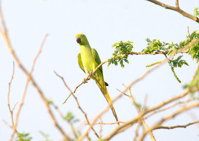 ROSE-RINGED PARAKEET , THE CYCLE TRACK , KOLOLI , GAMBIA , 10 , 11 , 2014