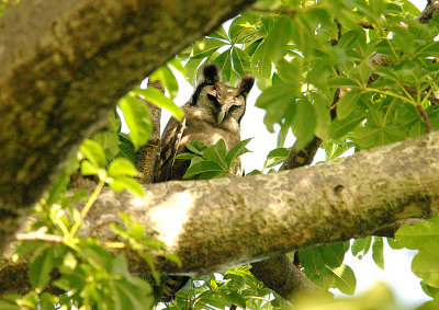 VERREUX`S EAGLE OWL , BRUFORT FOREST , GAMBIA , 10 , 11 , 2014
