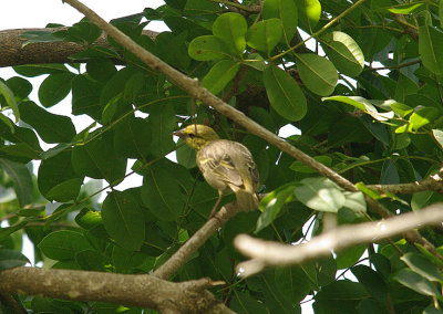 VILLAGE WEAVER , BRUFORT FOREST , GAMBIA , 10 , 11 , 2014