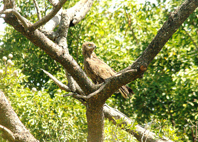 BROWN SNAKE EAGLE . Nr THE TENDABA CAMP . GAMBIA . 12 . 11 . 2014