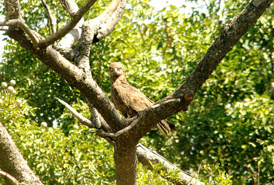 BROWN SNAKE EAGLE . Nr THE TENDABA CAMP . GAMBIA . 12 . 11 . 2014