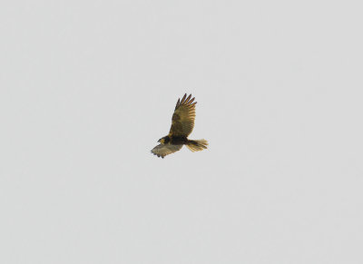 WESTERN MARSH HARRIER . KAMBATI . GAMBIA . 11 . 11 . 2014