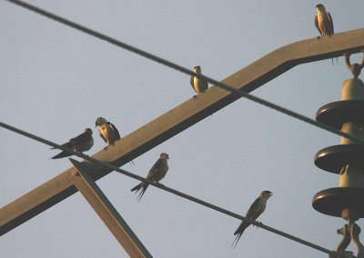 MOSQUE SWALLOW , Nr THE TENDABA CAMP , GAMBIA , 11 , 11 , 2014