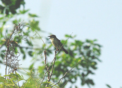 RED-WINGED WARBLER . THE BAMAKUNO FOREST . GAMBIA . 11 . 11 . 2014.JPG