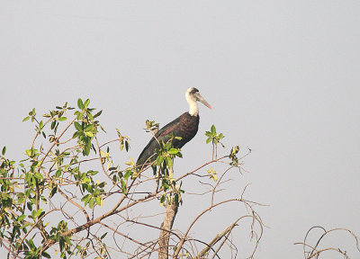 WOOLLY-NECKED STORK , Nr THE KAUR WETLANDS , GAMBIA , 11 , 11 , 2014