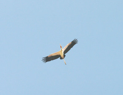 YELLOW-BILLED STORK , Nr KAMBATI . GAMBIA , 11 , 11 , 2014
