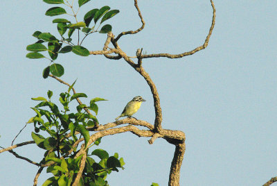 YELLOW-FRONTED TINKERBIRD . SODOKOI . GAMBIA . 11 . 11 . 2014