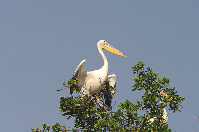 GREAT WHITE PELICAN . THE CREEK OPPOSITE TENDABA CAMP . GAMBIA . 12 . 11 . 2014