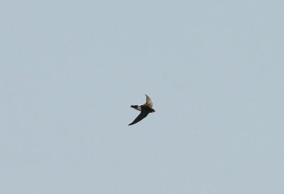 LITTLE SWIFT . TENDABA CAMP . GAMBIA . 12 . 11 . 2014