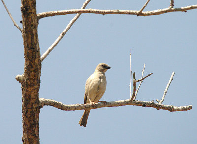NORTHERN GREY-HEADED SPARROW , Nr TENDABA CAMP , GAMBIA , 12 , 11 , 2014
