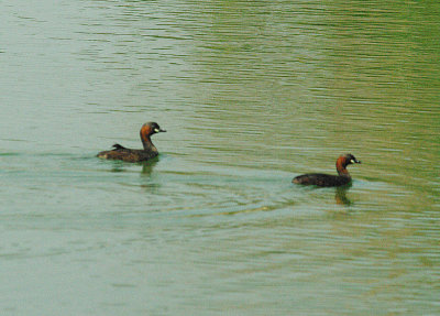LITTLE GREBE . THE SEWAGE WORKS . KOLOLI . GAMBIA . 13 . 11 . 2014