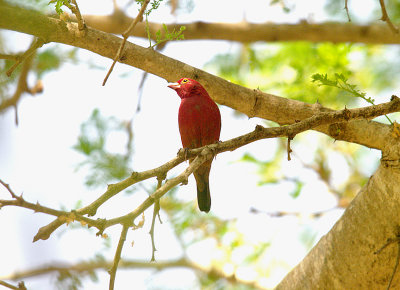 RED-BILLED FIREFINCH . THE CYCLE TRACK . KOLOLI . GAMBIA . 13 . 11 . 2014
