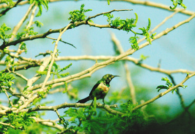 BEAUTIFUL SUNBIRD . KOTU BRIDGE . KOLOLI . 14 . 11 . 2014