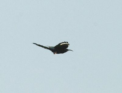 GREEN WOOD-HOOPOE , THE CYCLE TRACK , KOLOLI , GAMBIA , 14 , 11 , 2014