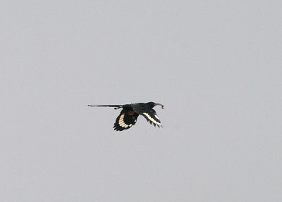 GREEN WOOD-HOOPOE . THE CYCLE TRACK . KOLOLI . GAMBIA . 14 . 11 . 2014