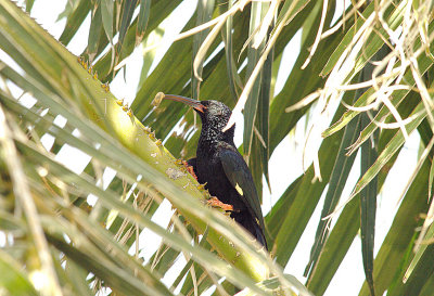 GREEN WOOD-HOOPOE . THE CYCLE TRACK . KOLOLI . GAMBIA . 14 . 11 . 2014