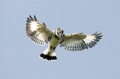 PIED KINGFISHER , KOTU BRIDGE , KOLOLI , GAMBIA , 14 , 11 , 2014