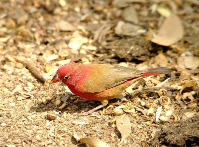 RED-BILLED FIREFINCH ( Male ) . THE CYCLE TRACK . KOLOLI . GAMBIA . 14 . 11 . 2014