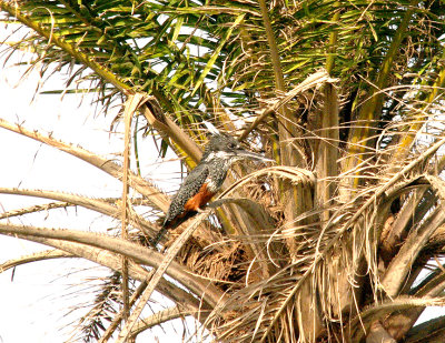 GIANT KINGFISHER ( Female ) , Nr MARAKISSA . GAMBIA , 15 , 11 , 2014