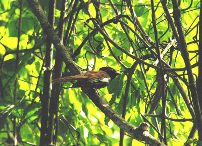 AFRICAN PARADISE FLYCATCHER . PIRANG.BONTO FOREST . GAMBIA . 15 . 11 . 2014