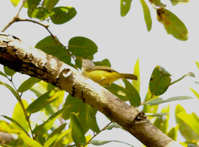 SENEGAL EREMOMELA , Nr MARAKISSA , GAMBIA , 15 , 11 , 2014