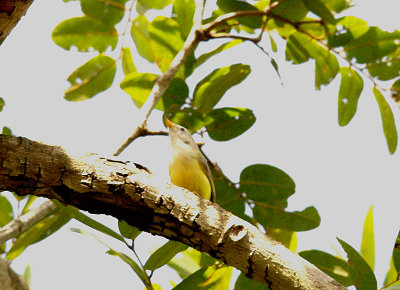 SENEGAL EREMOMELA . Nr MARAKISSA . GAMBIA . 15 . 11 . 2014
