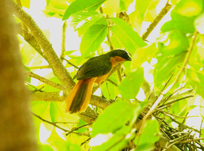 WHITE - CROWNED ROBIN CHAT . THE MARAKISSA KINGFISHER LODGE . GAMBIA . 15 . 11 . 2014