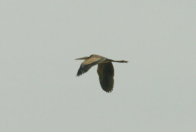 PURPLE HERON ( Juvenile ) . Nr MARAKISSA . GAMBIA . 15 . 11 . 2014