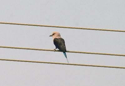 BLUE-BELLIED ROLLER , KOTU BRIDGE , KOLOLI , GAMBIA , 16 , 11 , 2012