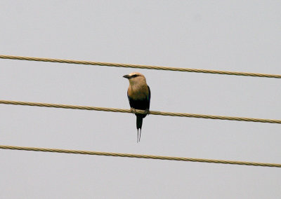 BLUE-BELLIED ROLLER . KOTU BRIDGE . KOLOLI . GAMBIA . 16 . 11 . 2014