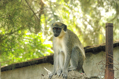 GREEN-VERVET MONKEY . THE CYCLE TRACK . KOLOLI . GAMBIA . 16 . 11 . 2014