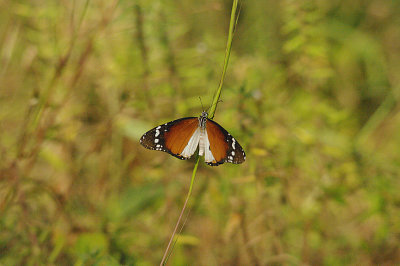 AFRICAN TIGER ( DANAUS CHRYSIPPUS ) . THE GOLF COURS . KOLOLI . GAMBIA . 14 . 11 . 2014.JPG