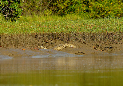 NILE CROCODILE . THE CREEK OPPOSITE TENDABA CAMP . GAMBIA . 12 . 11 . 2014