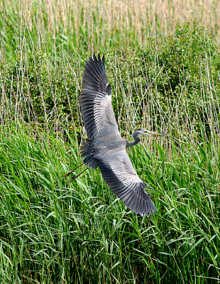 GREY HERON . MARAZION MARSH . CORNWALL . 25 . 5 . 2016