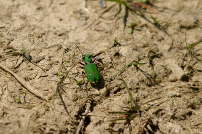  GREEN TIGER BEETLE ( Cicindela campestris ) . NORTH WOOD . DEVON . 26 / 5 / 2016 